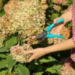 Your Hydrangeas Quit Blooming by Late Summer – Here’s the One Care Habit That Wakes Them Back Up