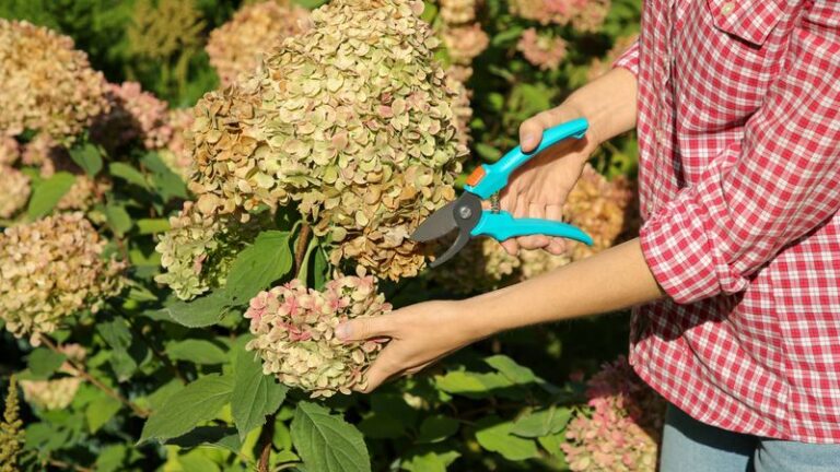 Your Hydrangeas Quit Blooming by Late Summer – Here’s the One Care Habit That Wakes Them Back Up