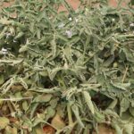 If Your Tomato Leaves Roll Up Tight and Leathery in Late-Summer Heat, Physiological Leaf Roll Is Usually Behind It