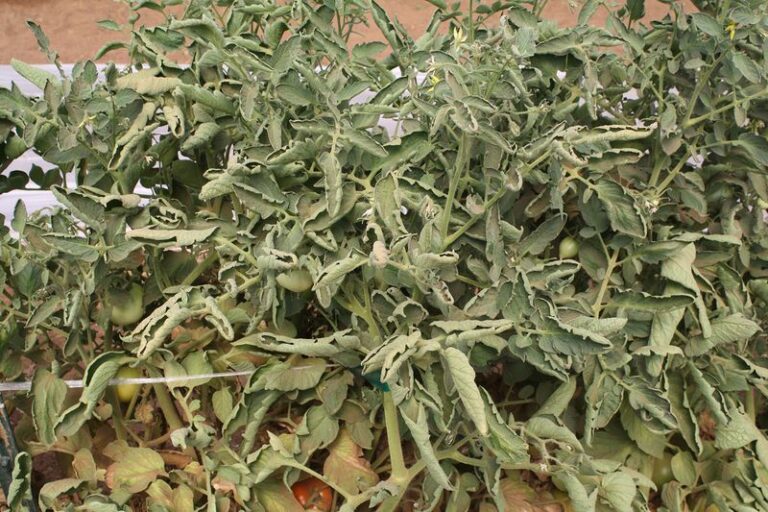 If Your Tomato Leaves Roll Up Tight and Leathery in Late-Summer Heat, Physiological Leaf Roll Is Usually Behind It
