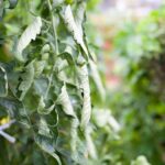 Your Tomato Leaves Curl While Still Green — Here’s What the Heat Is Telling You to Fix