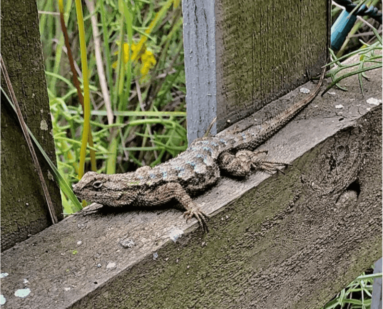 What It Really Means When Alligator Lizards Start Sunning On Your California Garden Walls This Summer