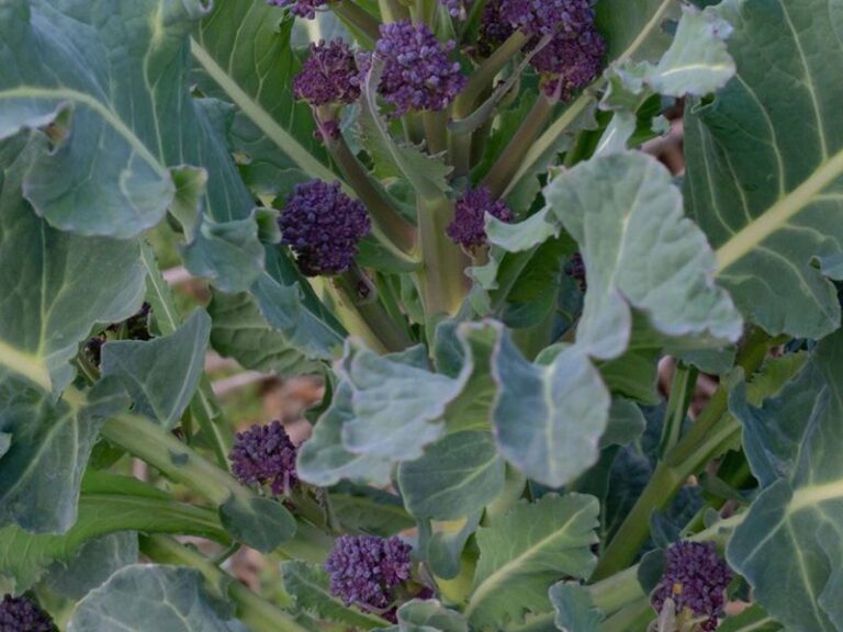 If Your Fall Broccoli Seedlings Turn Purple and Stall Out After Transplanting in Late-Summer Heat, Here Is Why