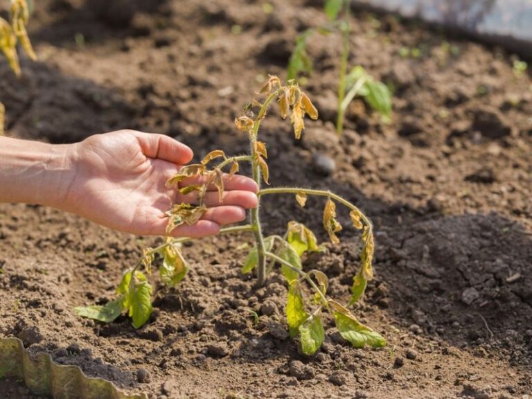 If Your Tomato Plants Wilt Every Afternoon in Late-Summer Heat but Perk Up by Morning, Here Is Why