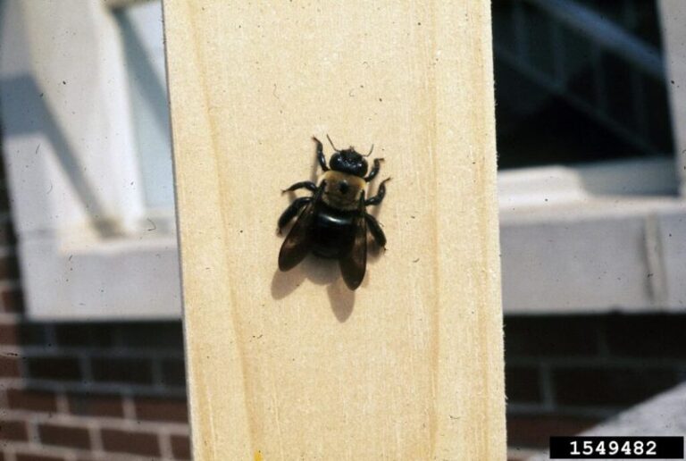 What It Really Means When Carpenter Bees Start Drilling Into Your North Carolina Porch This Summer