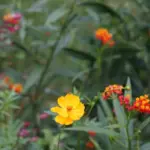 7 Florida Flowers That Pull Ladybugs In to Wipe Out Aphids Without a Drop of Spray