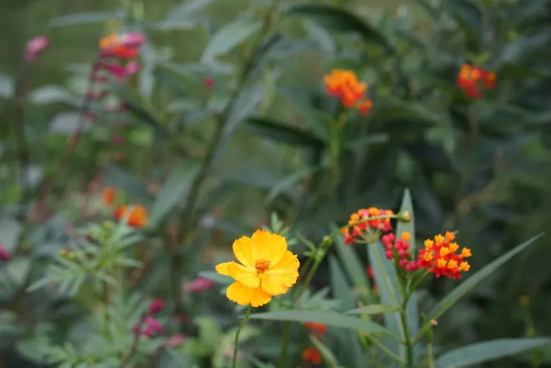 7 Florida Flowers That Pull Ladybugs In to Wipe Out Aphids Without a Drop of Spray
