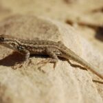 This California Lizard Eats the Aphids and Caterpillars Ruining Your Garden, But Homeowners Keep Clearing It Out