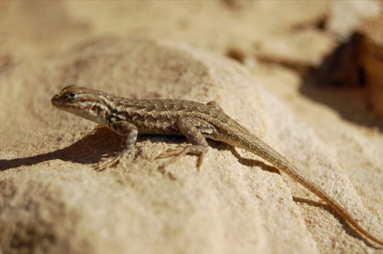 This California Lizard Eats the Aphids and Caterpillars Ruining Your Garden, But Homeowners Keep Clearing It Out
