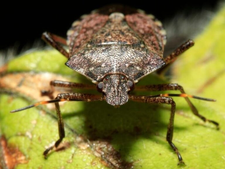 What It Really Means When Stink Bugs Start Sneaking Into Your North Carolina Home in Late Summer
