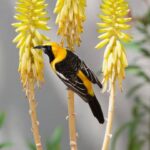 How To Support California Orioles That Return To Your Yard Every Season Once They Find the Right Nectar Plants