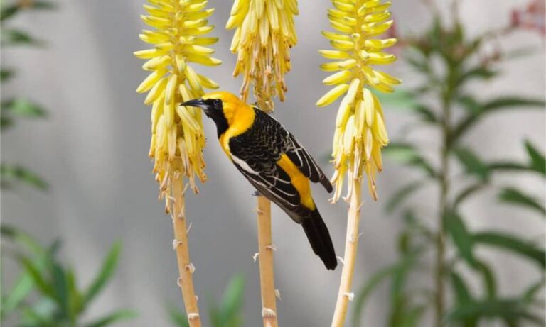 How To Support California Orioles That Return To Your Yard Every Season Once They Find the Right Nectar Plants