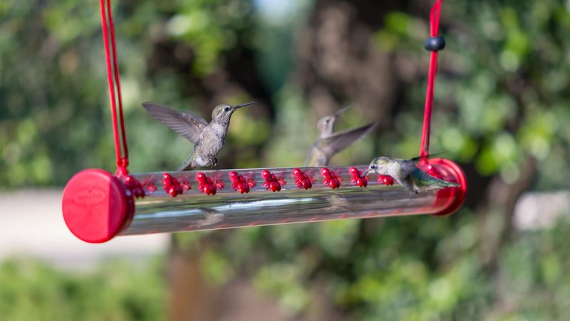 A Calmer Feeder Means Better Access, Not No Chasing
