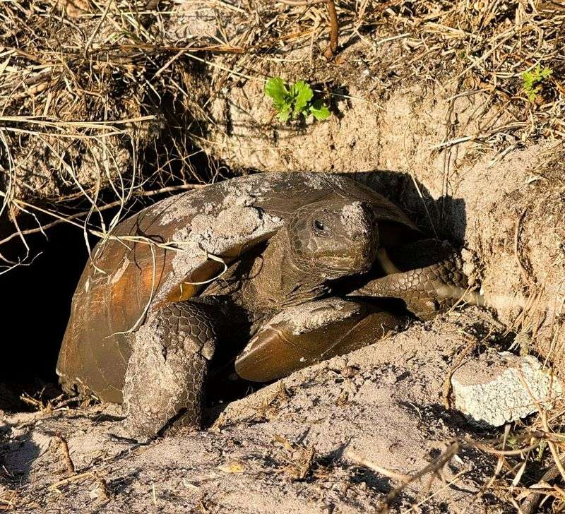 A Clean Half-Moon Burrow Opening in Sandy Soil A Clean Half-Moon Burrow Opening in Sandy Soil