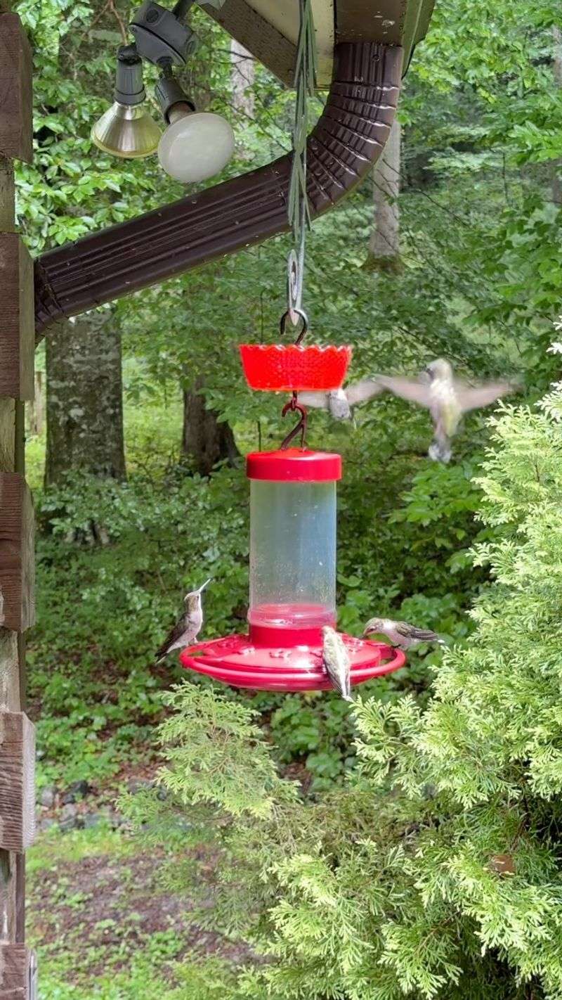 A Cooler, Shaded Feeder Spot to Preserve the Nectar