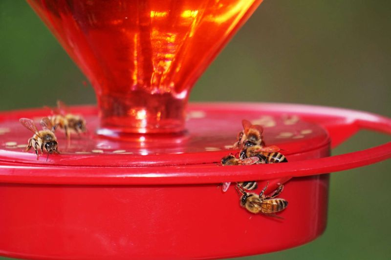 A Draining Feeder Does Not Confirm Hummingbird Visits