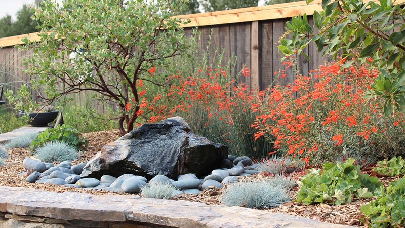 A Drought-Tolerant Native Plant Corner