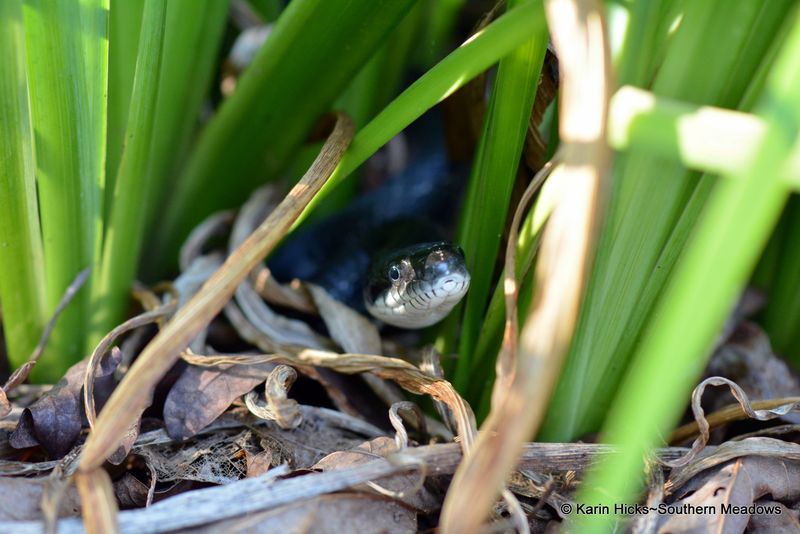 A Favorite Hiding Spot Beside Dense Groundcover