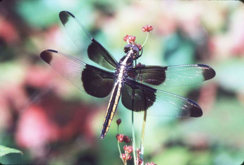 A Florida Dragonfly Swarm Does Not Prove Mosquitoes Are Disappearing