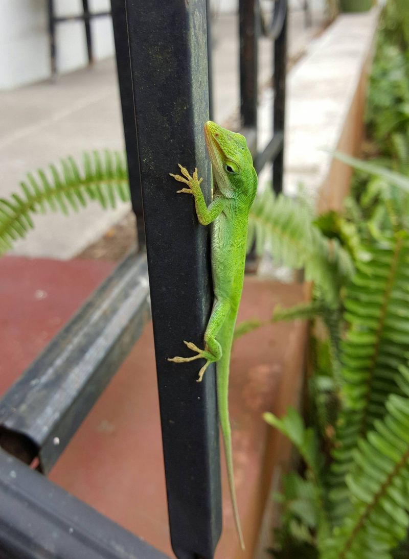 A Green Anole on a Porch Plant Is a Clue, Not a Diagnosis