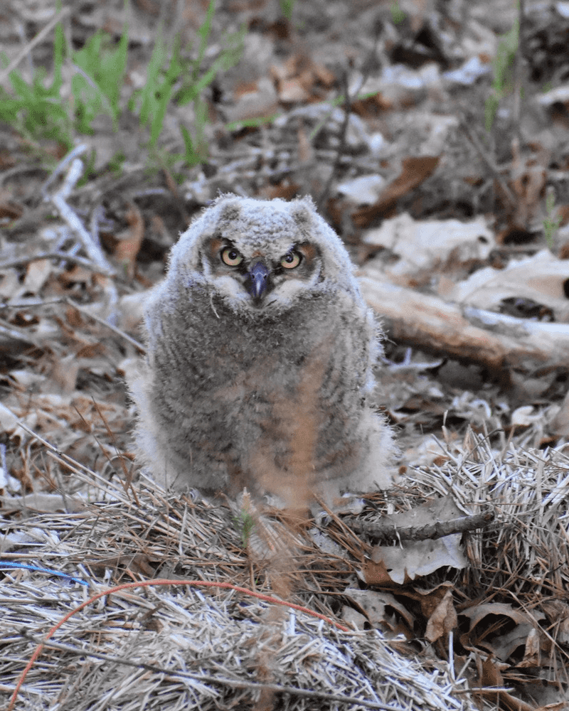 A Grounded Young Owl Is Not Always an Emergency