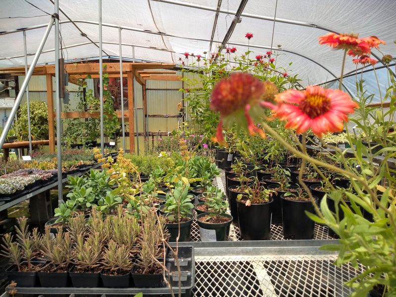 A Grower That Also Supplies Other Nurseries A Grower That Also Supplies Other Nurseries