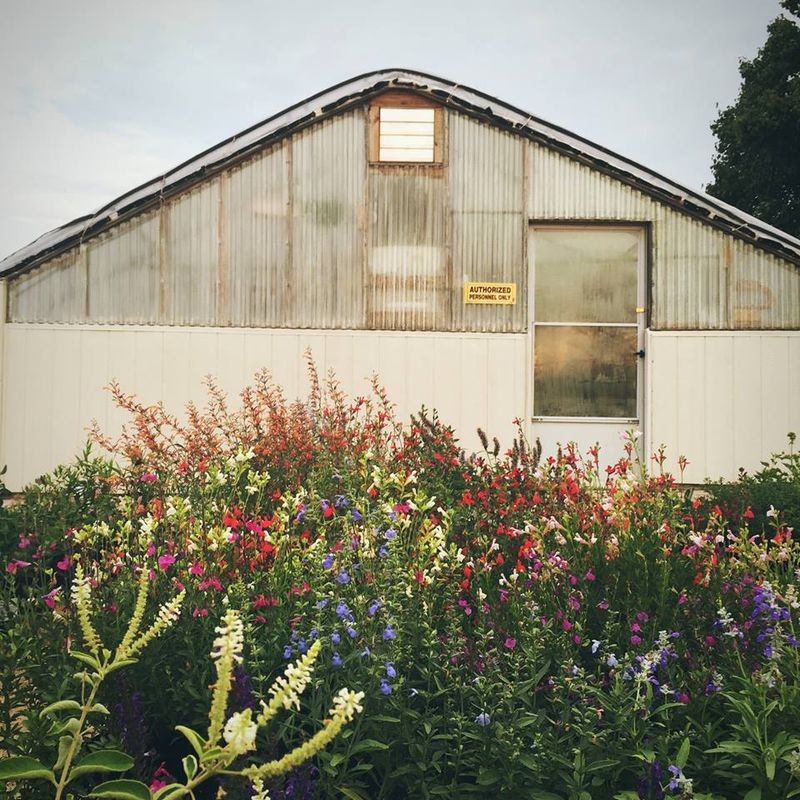 A Haven for Butterflies, Bees, and Hummingbirds A Haven for Butterflies, Bees, and Hummingbirds