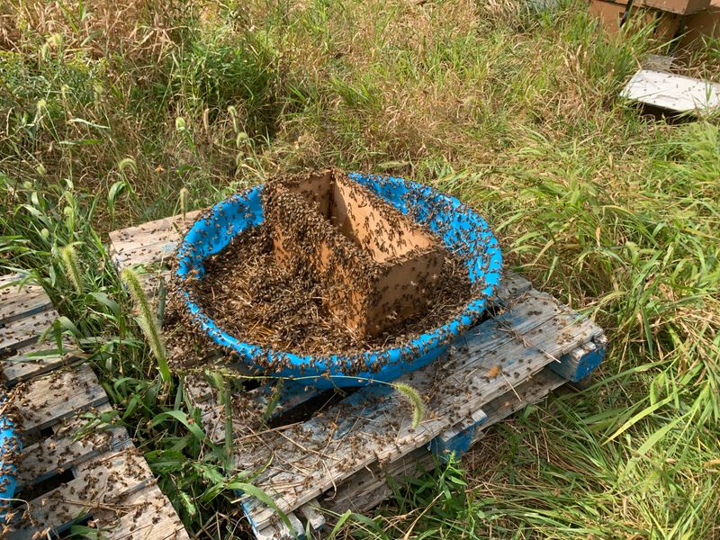 A Homeowner’s “Swarm” May Be a Foraging Aggregation