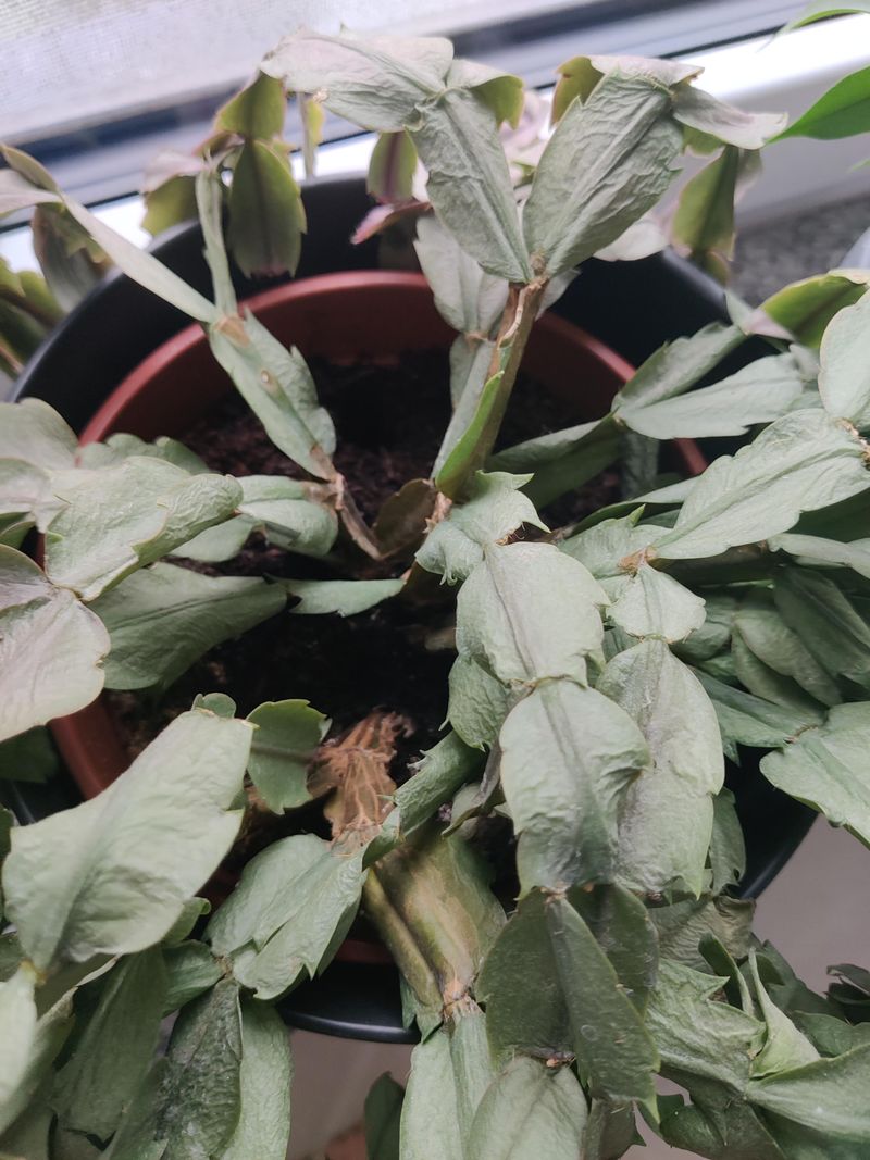 A Limp Cactus Is a Symptom, Not a Diagnosis A Limp Cactus Is a Symptom, Not a Diagnosis