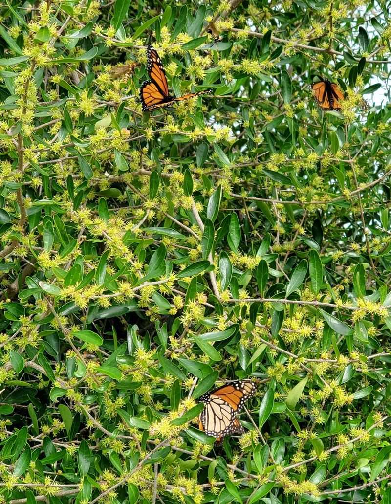 A Living Screen Can Gain Density and Habitat Value Over Time