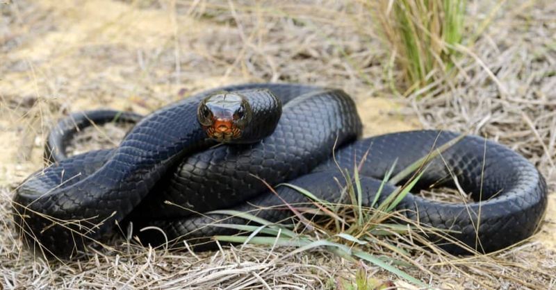 A Long, Glossy Black Snake Cruising in Daylight