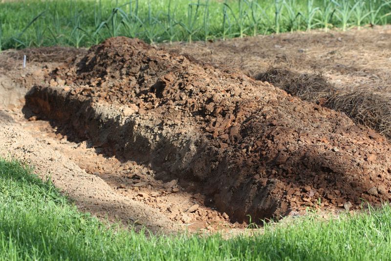 A Long-Lived Asparagus Bed Starts With the Site, Not the Crowns