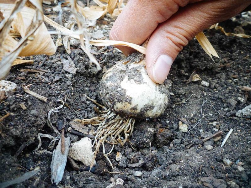 A Missing Shoot Does Not Prove the Clove Rotted