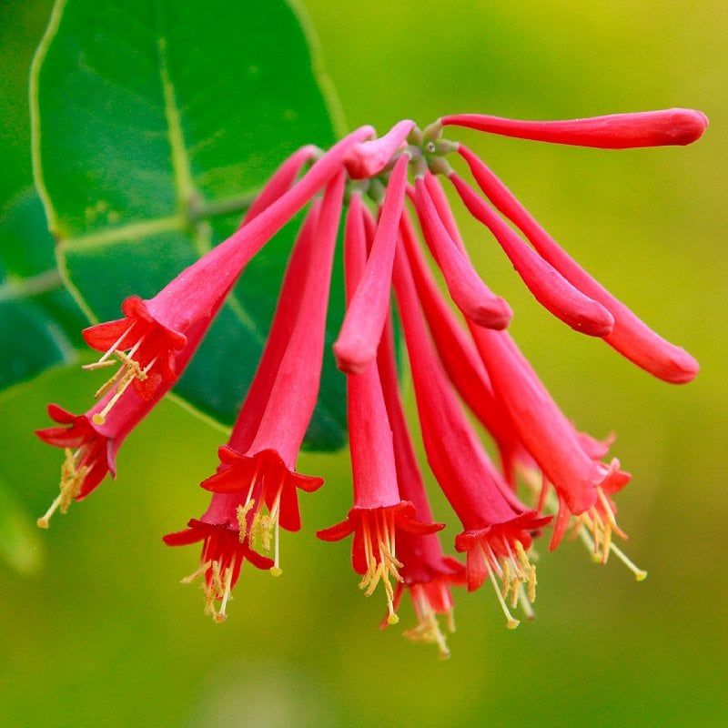 A Nearby Cluster of Red and Tubular Flowers