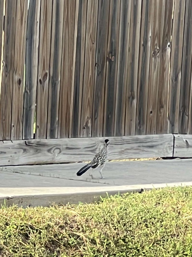 A Roadrunner Is Not a Yard-Health Test