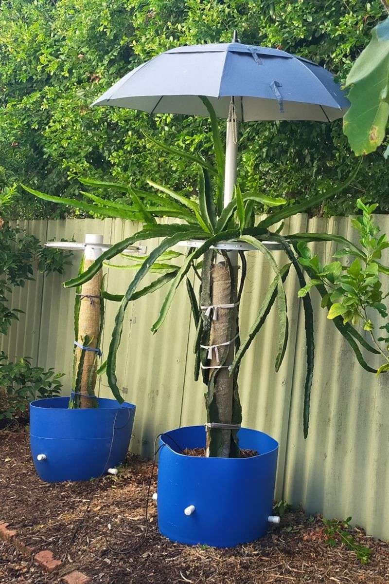 A Single Post Changes the Plant’s Shape, Not Its Size
