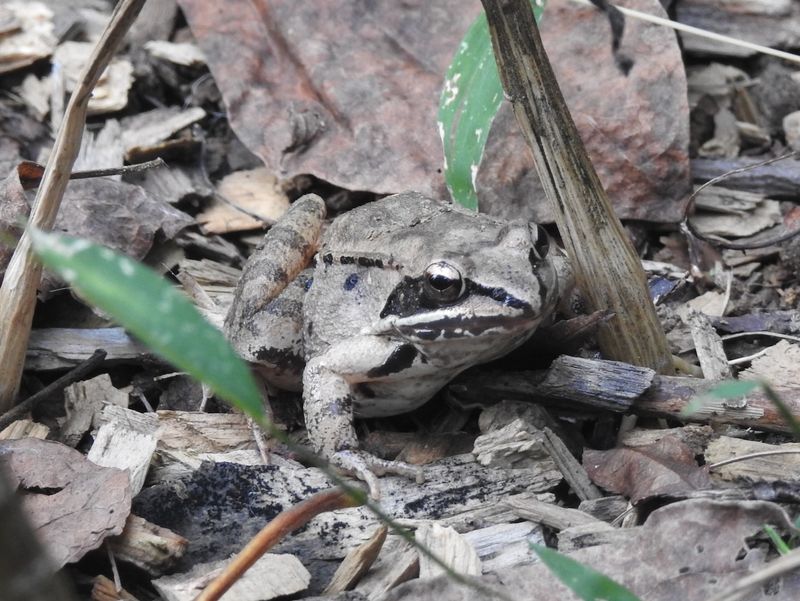 A Sudden Drop in Frogs or Toads A Sudden Drop in Frogs or Toads