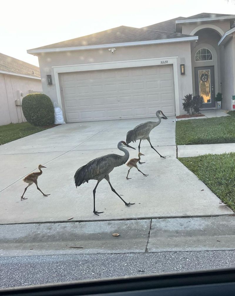 A Yard Free of Loose Dogs and Sudden Chasing