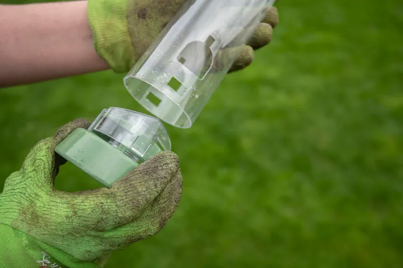 A bald bird does not make a dirty feeder—but hygiene still matters A bald bird does not make a dirty feeder—but hygiene still matters