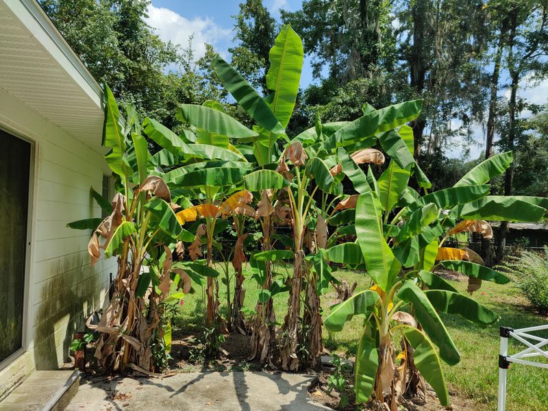 A banana needs room for a mat, not just a planting hole