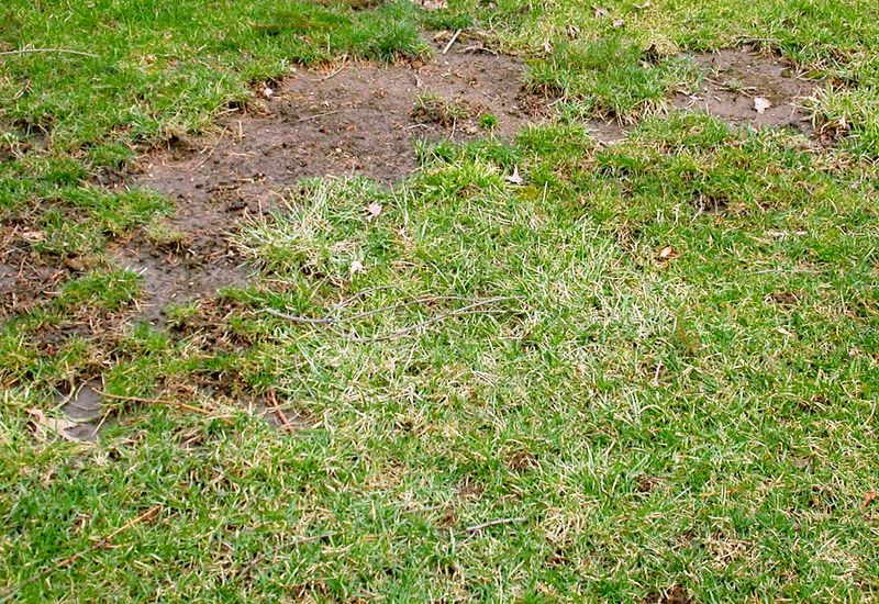 A bare patch is a symptom, not the diagnosis