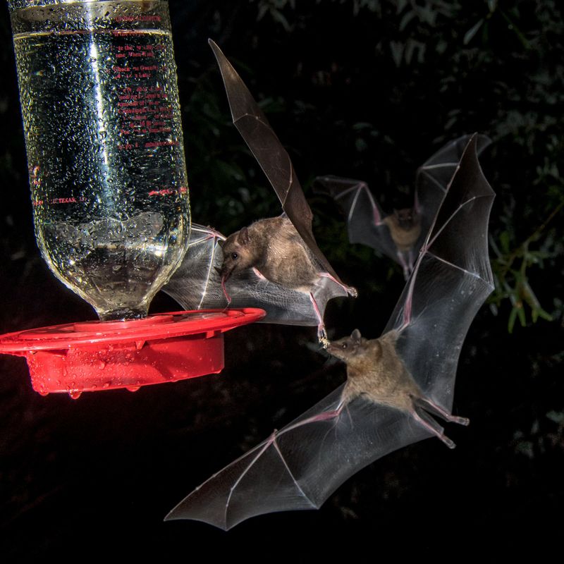 A bat may visit—but that does not identify the culprit