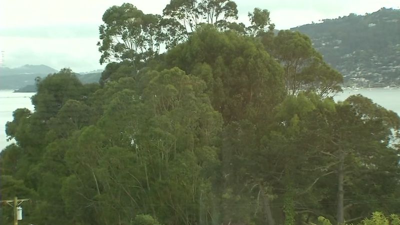 A blocked view usually is not enough to force tree removal
