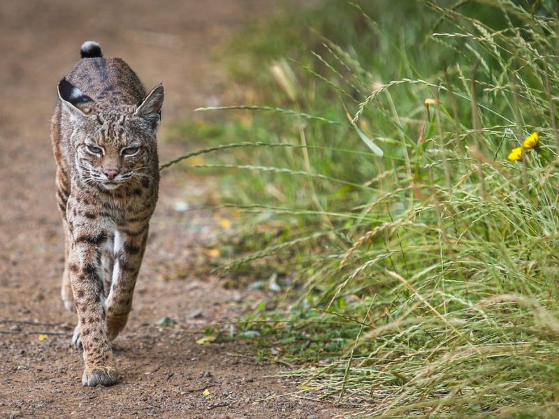 A bobcat in the yard usually means opportunity, not pursuit