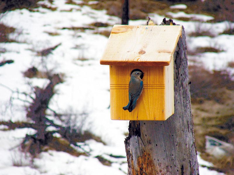 A box may give bluebirds shelter during severe cold