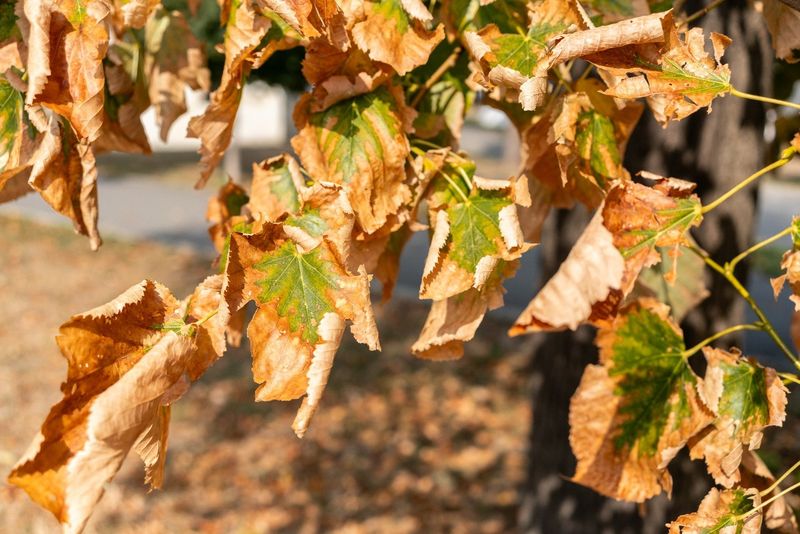A bright patch does not always signal healthy trees