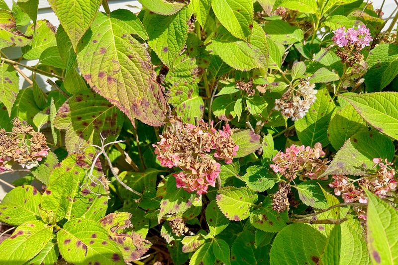 A brown bloom is a clue, not a verdict