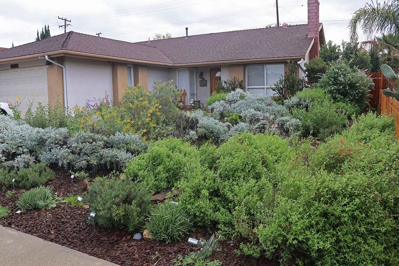 A brushy California yard gives Bewick’s Wrens more to use