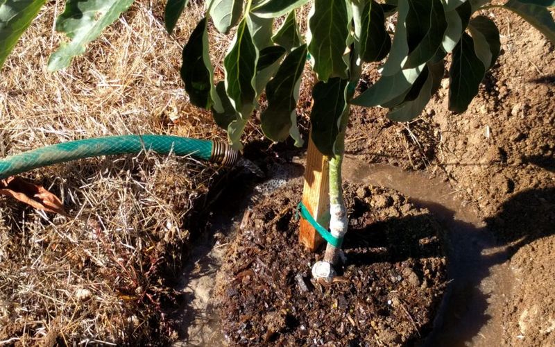 A calendar habit that can limit avocado harvests A calendar habit that can limit avocado harvests