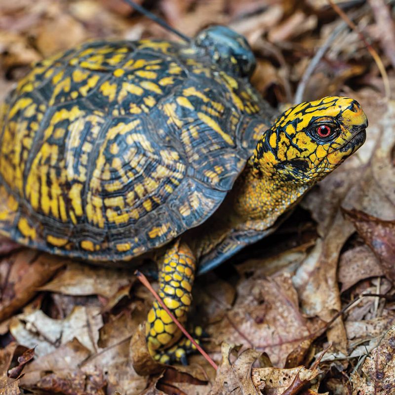 A careful pause helps a local species persist